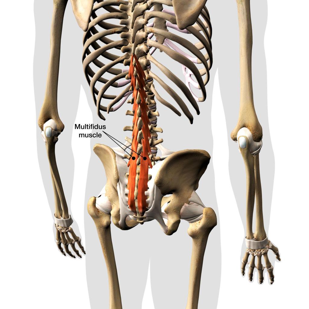 Why Lower Back Muscle Health May Predict the Need for Repeat Spine&nbsp;Surgery
